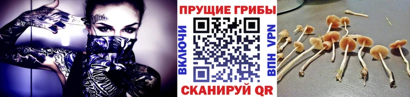 Псилоцибиновые грибы Cubensis  что такое   Туапсе 